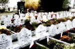 Wydzielona kwatera wojenna �o�nierzy Wojska Polskiego poleg�ych we wrze�niu 1939 r. - cm. rz-kat. w Modlnej. W�r�d poleg�ych upami�tnionych Abram Zalc – mogi�a w g��bi kwatery. Stan z dn. 01.11. 2011 r. [fot. Staszek S�omczy�ski "staahoo"(��d�)].