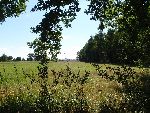 Widok z lasku w pobli�u pierwotnego miejsca poch�wku Jana Myszkiera we wsi Jan�w (d. Kresy B), w kt�rym zachowa�y si� okopy oddzia��w Wojska Polskiego z kampanii 1939 r. (z nich najprawdopodobniej wysz�o polskie natarcie na pozycje niemieckie) i mogi�a dw�ch �o�nierzy nieekshumowanych od czas�w wojny (inf. i fot. Tomasz Krzemi�ski, dn. 03. 08. 2011 r.).
