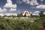 Sochaczew - Trojan�w, cmentarz wojenny (fot. �. Wojtczak)