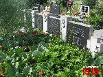 Niebor�w, mogi�a zbiorowa. Stan z dn. 25. 06. 2011 r. (fot. Tomasz Karolak).