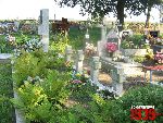 Plecka D�browa, mogi�y zbiorowe. Stan z dn. 26. 08. 2011 r. (fot. Tomasz Karolak).