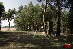 D�bsk Nowy, miejsce pami�ci (fot. �. Wojtczak).