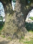 �lad�w, D�b "Obro�ca". Stan z dn. 13. 05. 2007 r. (fot. Anna Klimkiewicz).