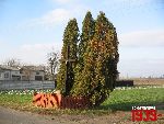O�tarzew, ul. Nizinna, krzy� i g�az pami�tkowy. Stan z dn. 12. 11. 2011 r. (fot. Tomasz Karolak).
